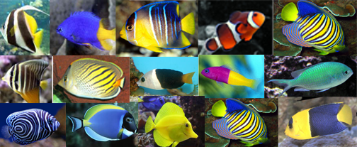 Aquarium Air Laut Jual Ikan Hias Hubungi 085781984934 Contoh Gambar
